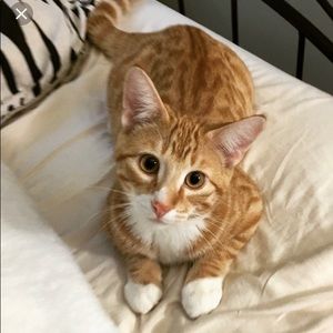 Meet your Posher, Jinky